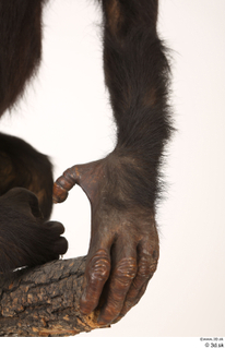 Chimpanzee Bonobo hand 0023.jpg